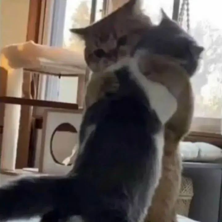 Meme mèo ôm cảm ơn lan tỏa năng lượng nhẹ nhàng, vui nhộn Meme mèo ôm cảm ơn lan tỏa năng lượng nhẹ nhàng, vui nhộn