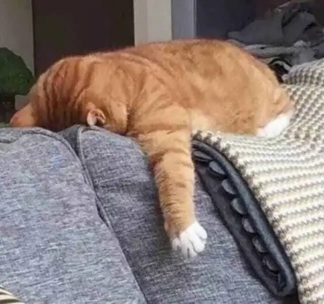 Ảnh chế mèo vàng lim dim trông cực kỳ ngộ nghĩnh