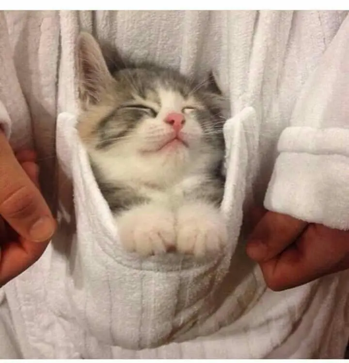 Ảnh chế mèo ngủ gục trên vai chủ đầy tình cảm.