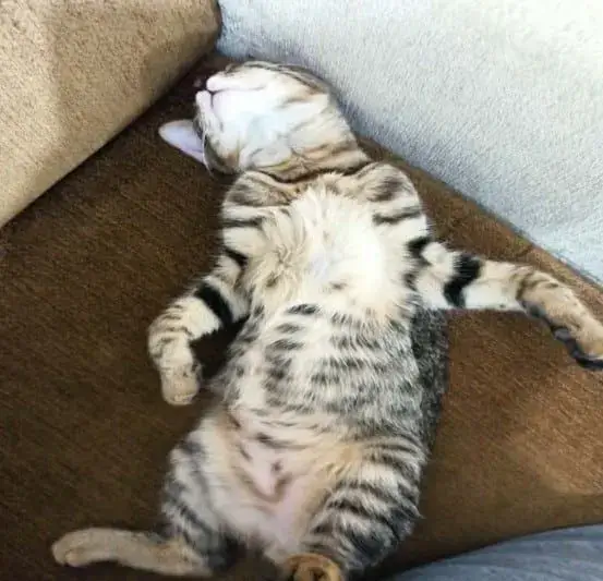 Meme hài mèo ngủ bất chấp tiếng ồn phòng học.