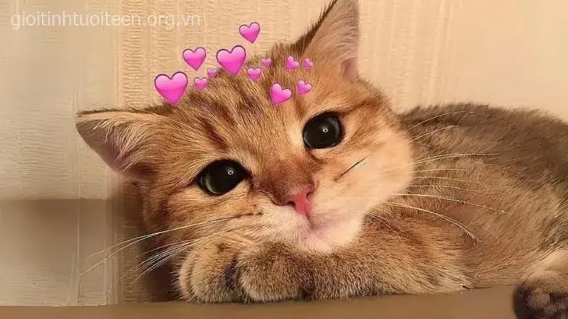 Meme chế mèo remix âm thanh TikTok khiến trend bùng nổ