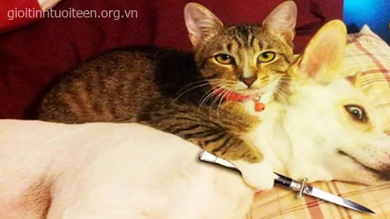 Meme mèo đáng yêu được dùng bình luận troll bạn thân