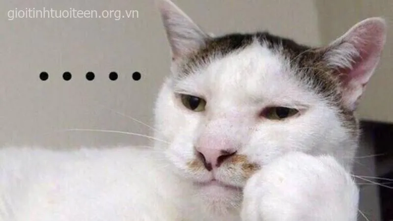 Mèo lè lưỡi tinh nghịch, nhìn vừa ngốc vừa hài.