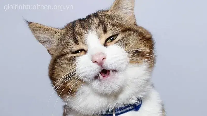 Mèo ngáp dài, dáng nằm cực kỳ lầy lội.