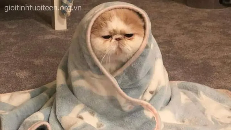 Gương mặt bất ngờ của mèo khiến ai cũng cười.