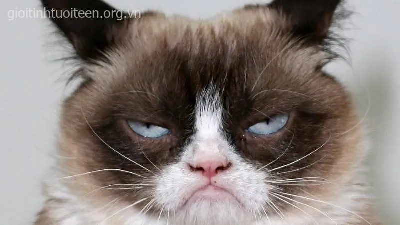 Ảnh vui mèo đáng yêu lan truyền khắp TikTok mỗi ngày