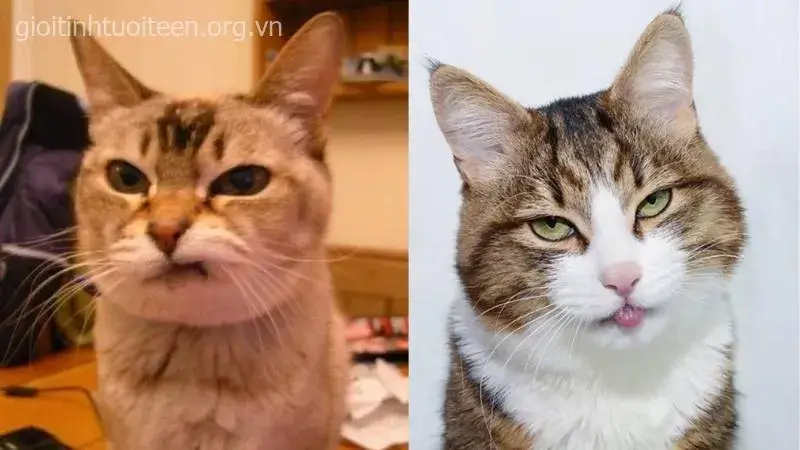 Mèo nằm trong hộp, ánh mắt tinh quái bá đạo.