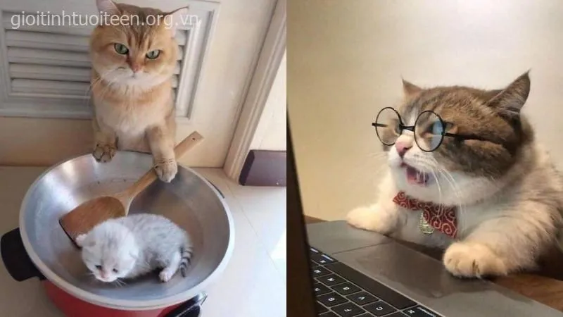 Hình mèo troll cực mạnh, hợp làm avatar troll.