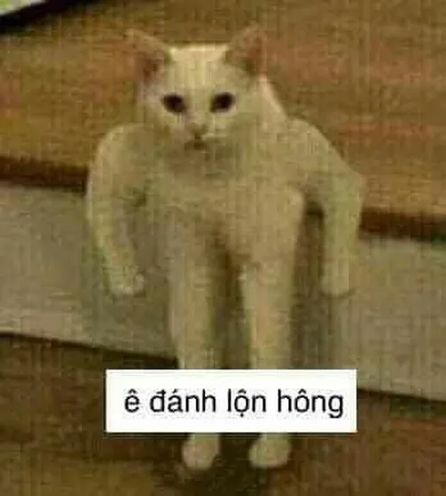 Ảnh hài mèo lầy nhìn camera với gương mặt tội nghiệp giả.