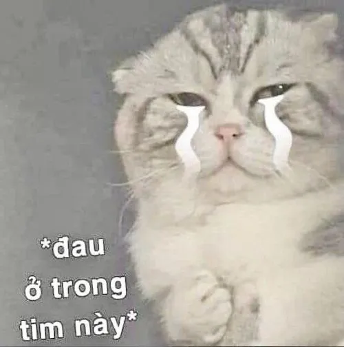 Ảnh chế mèo đen bựa nhìn trừng trừng siêu có thần thái.