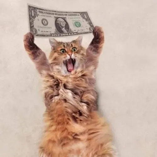 Hình chế mèo lầy chui vào thùng giấy tạo dáng ngáo ngơ.