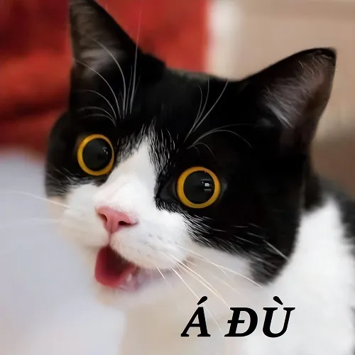 Ảnh vui boss bựa giả vờ khóc nhưng mắt vẫn tinh ranh.