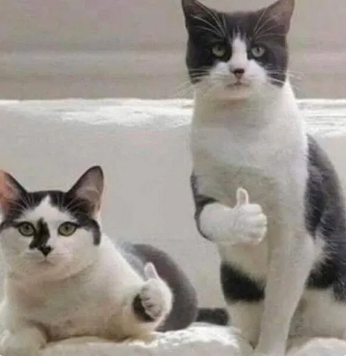 Ảnh chế mèo bựa giả vờ tỉnh táo giữa đêm khuya.