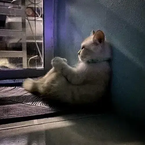 Hình chế mèo hờn dỗi lan khắp mạng.