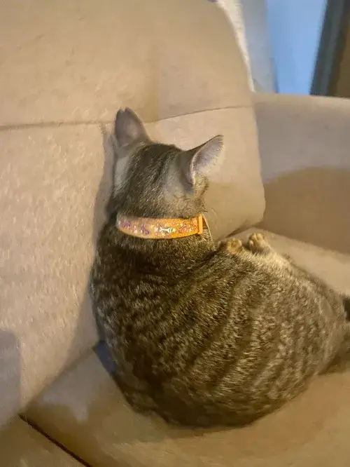 Ảnh troll boss giận sen dễ thương.