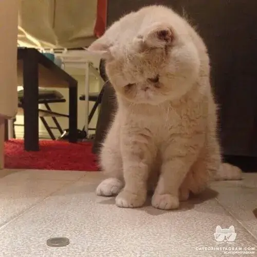 Meme troll mèo hờn dỗi siêu trend.