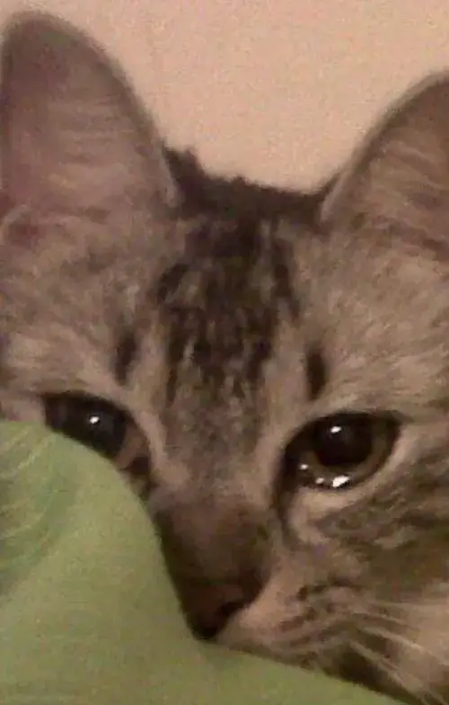 Ảnh chế vui mèo phụng phịu ngộ nghĩnh.