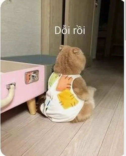 90+ Meme Mèo Dỗi Hờn vừa cute đáng yêu vừa tỏ rõ thái độ giận dỗi nũng nịu