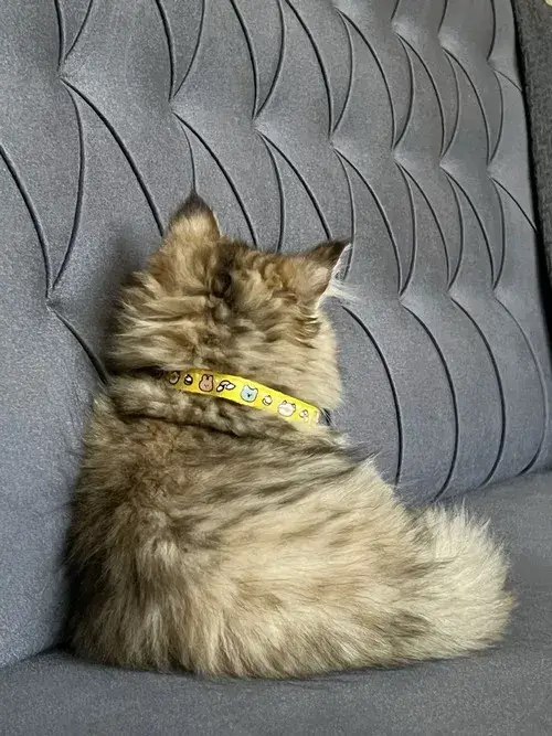 Ảnh meme vui mèo tam thể bĩu môi cực gắt