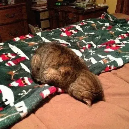 Hình troll mèo cau có khi bị chụp lén đáng yêu