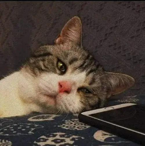 Meme chế mèo Anh lông ngắn dỗi mà vẫn cưng