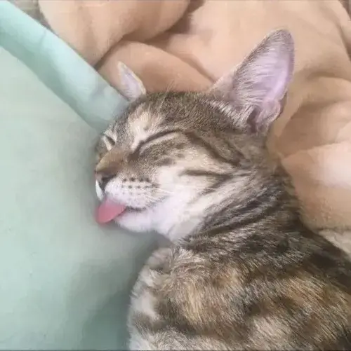 Meme mèo ngủ chảy cả nước dãi