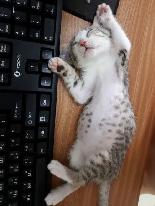 Hình chế vui mèo ngủ chảy nước miếng