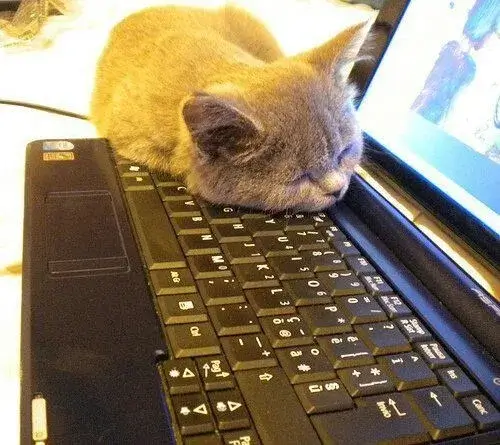 Khi mèo ngủ gục như sinh viên mùa thi, dân mạng rần rần chia sẻ