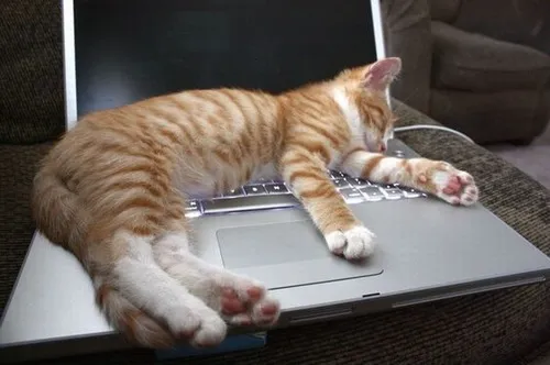 Ảnh vui mèo ngủ bất chấp filter TikTok nhảy múa.