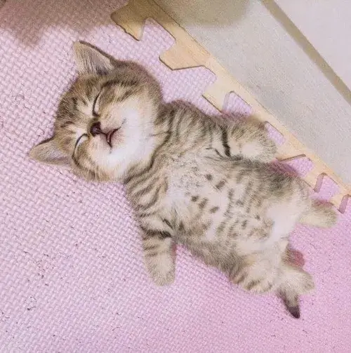 Mèo ngủ chảy nước miếng, biểu cảm “bất lực vì mệt” siêu hài hước