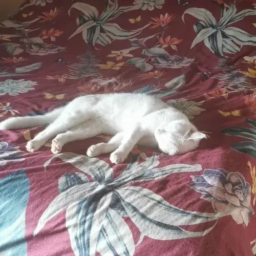 Meme mèo ngủ mê man như vừa trải qua một ngày dài deadline