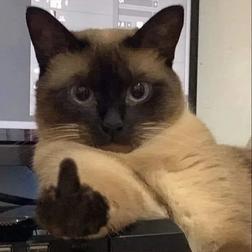 Hình chế vui mèo cau có vì bị chụp ảnh xấu.