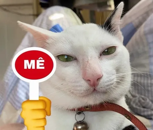 Ảnh hài mèo lầy trùm chăn ngáy to giữa nhà.