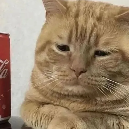 Meme mèo bựa dùng ánh mắt khinh khỉnh cực “chất”.