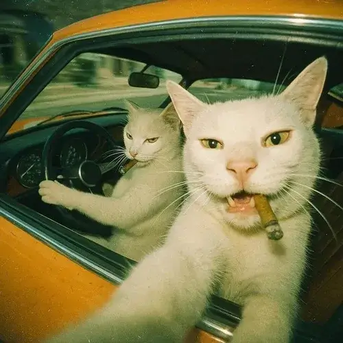 Hình chế vui mèo mướp làm mặt “tôi không liên quan”.