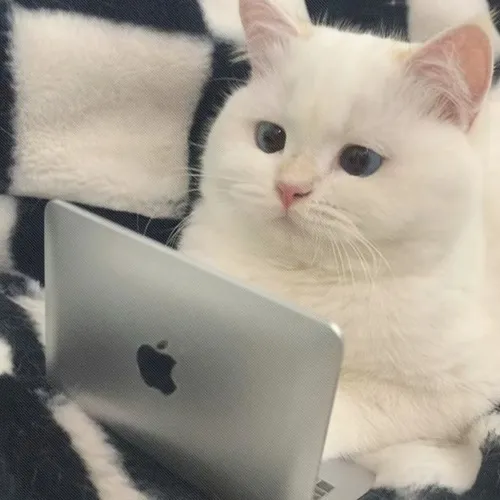 Ảnh troll mèo má phính và đôi mắt long lanh.