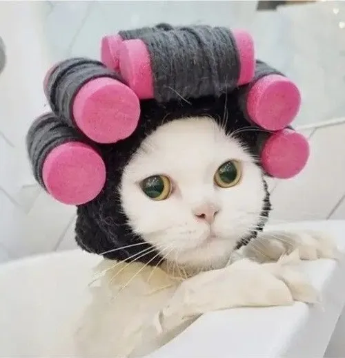 Hình chế mèo nằm trên laptop, mặt đầy biểu cảm chán đời