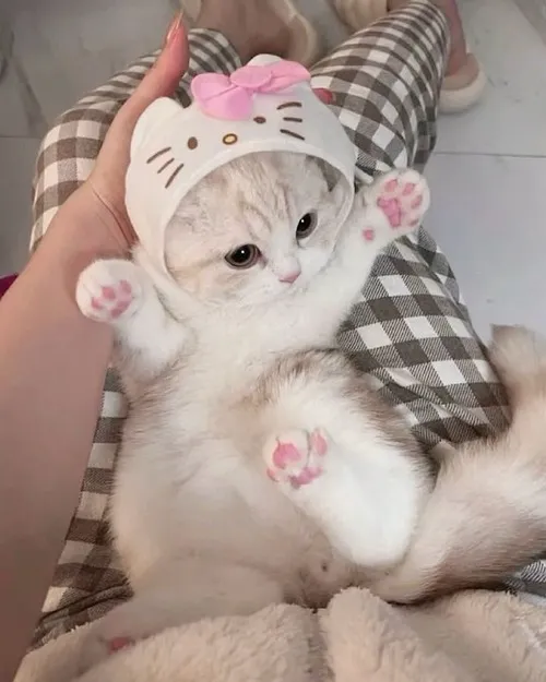 Meme chế mèo biểu cảm hồn nhiên khiến tim tan chảy.