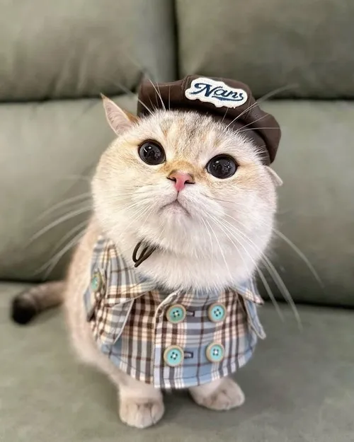 Hình troll mèo lông xù ngáp to nhìn cực dễ thương.