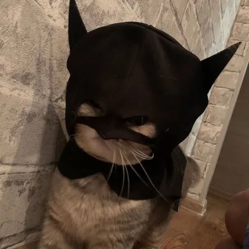 Meme vui mèo tinh nghịch đội nơ hồng.