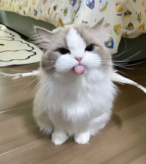 Ảnh chế boss mèo hiền lành khiến người xem nhẹ lòng.