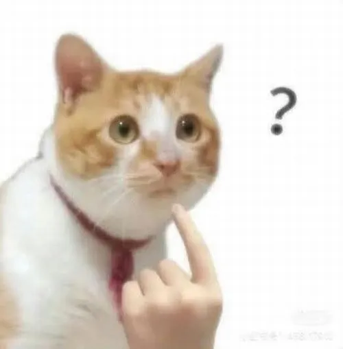 Ảnh hài mèo lầy khiến dân mạng bình luận rôm rả