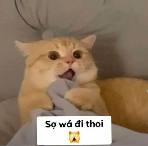 Khoảnh khắc meme chữ sợ quá đi thôi