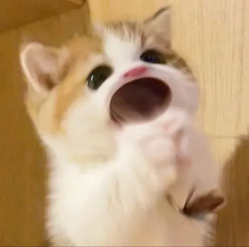 Meme hài mèo troll lan truyền với caption châm chọc