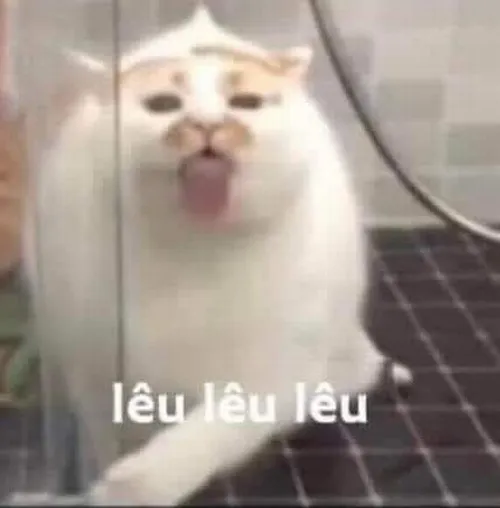 Ảnh meme vui mèo troll khiến bạn bè share rần rần