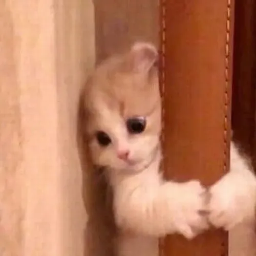 Cười xỉu với bộ ảnh chế mèo dỗi hờn “chuẩn mood” dân mạng