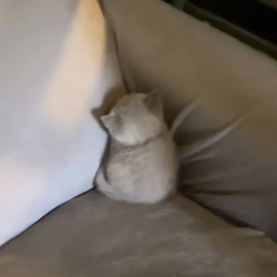 Loạt meme mèo dỗi phật ý, nhìn thôi đã muốn xin lỗi ngay