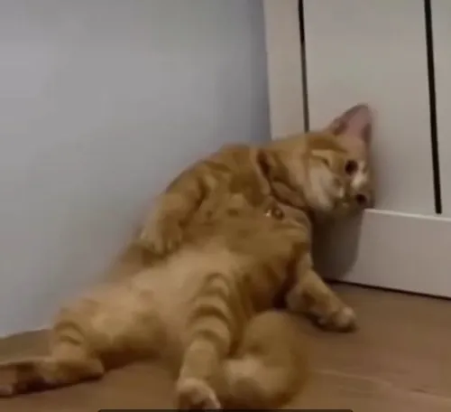 Meme chế mèo dỗi khiến ai xem cũng phì cười