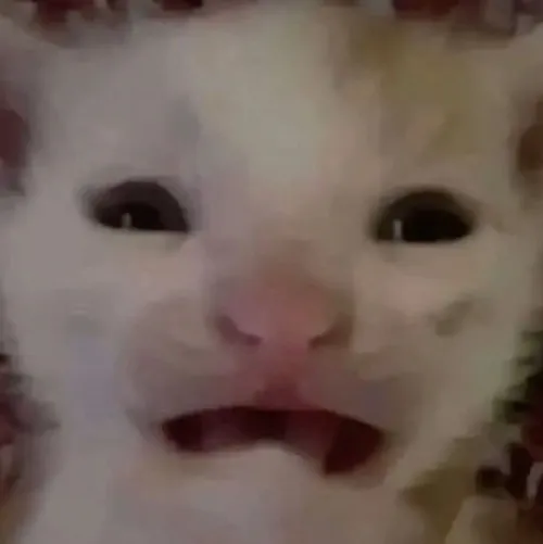 Ảnh vui mèo hờn nũng nịu lan truyền TikTok