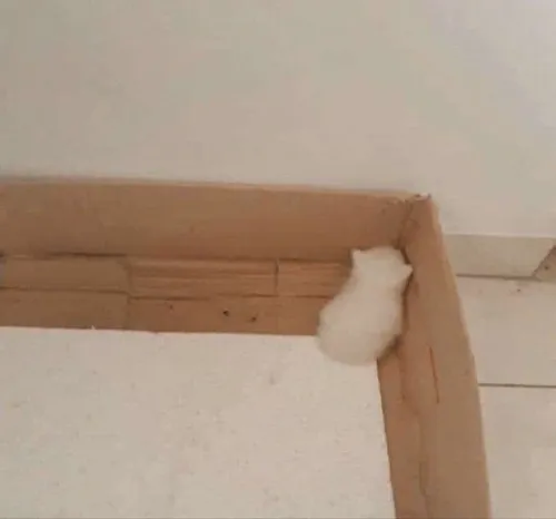 Meme hài mèo quay lưng đầy biểu cảm đáng yêu